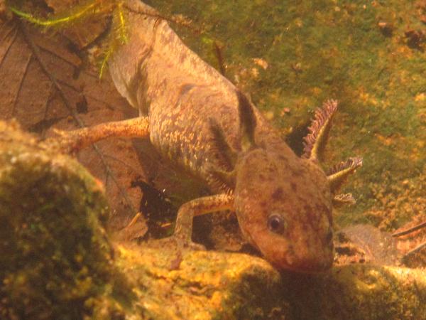 Photo of Ambystoma gracile by Melissa Farris